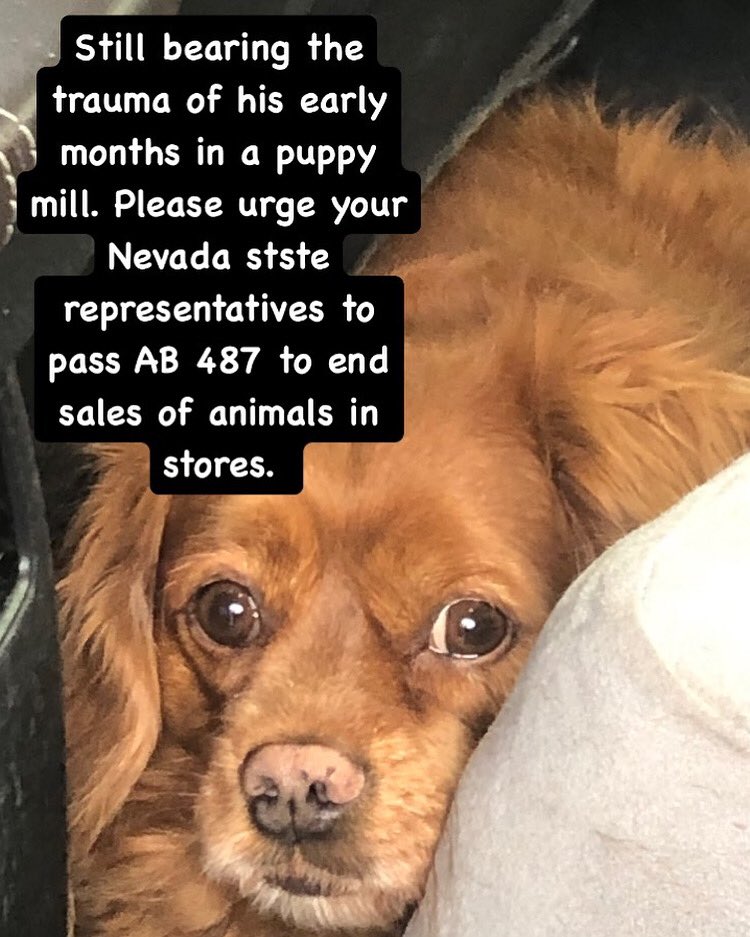 #NevadaStateAssembly #ab487
