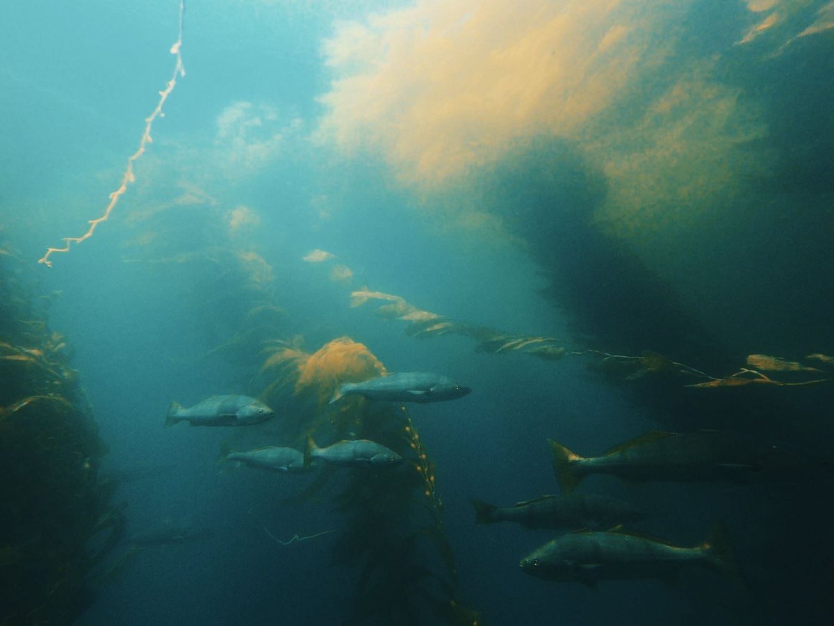 Blue_Tuna's tweet photo. Thank you, ocean, for every breath-hold, every fish, and every quiet second spent below the surface. Happy Earth Day.

@humaliwo8 📷  

#earthday #happyearthday #spearfishing #spearing #californiadiving #pescasubmarina #bluetunaspearfishing #spearo https://t.co/NXSwI9o0pu