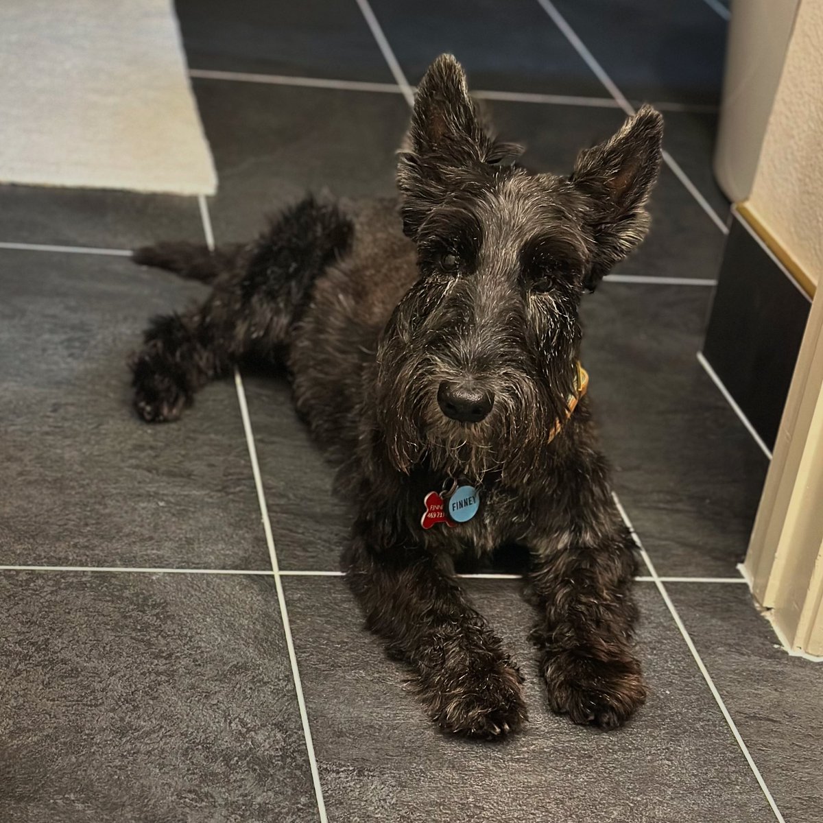 Scott Orr tweet media