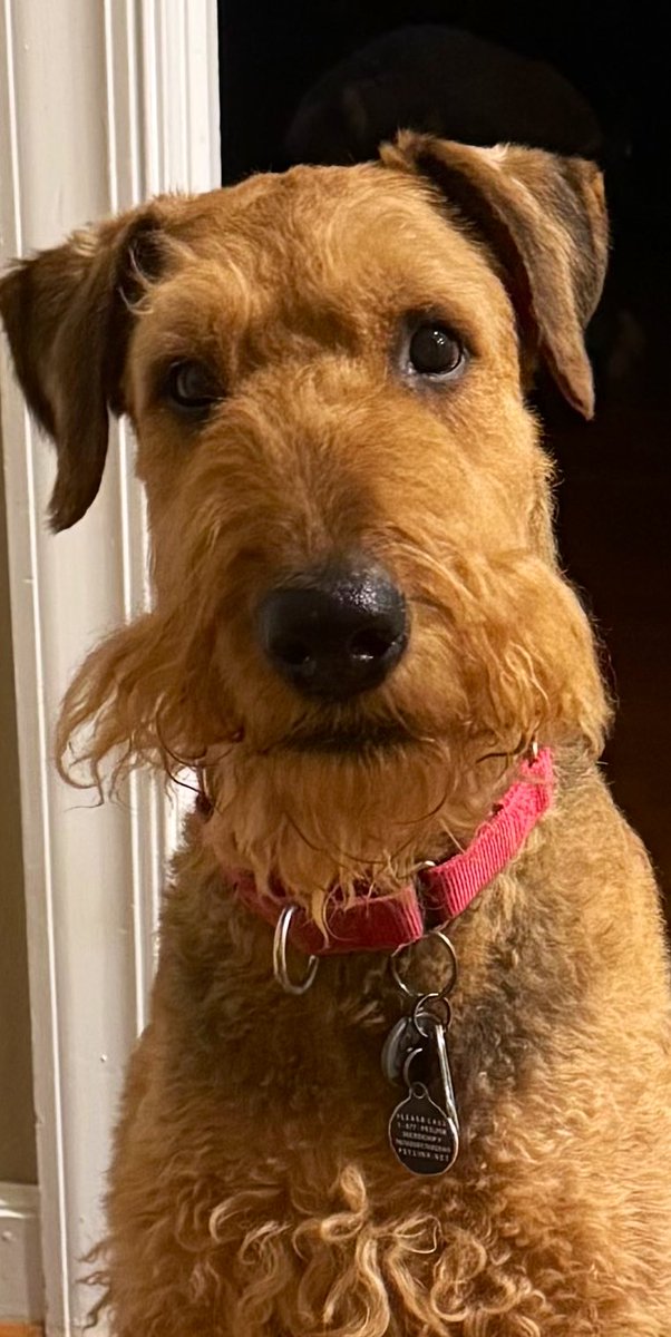 Sad news, fur pals: Max passed away on March 31, 2025. He had a brain tumor and there was nothing that could be done to make the situation better for him. Taking a break from X now. We will be getting another Airedale from rescue as the house is too empty without a dog.