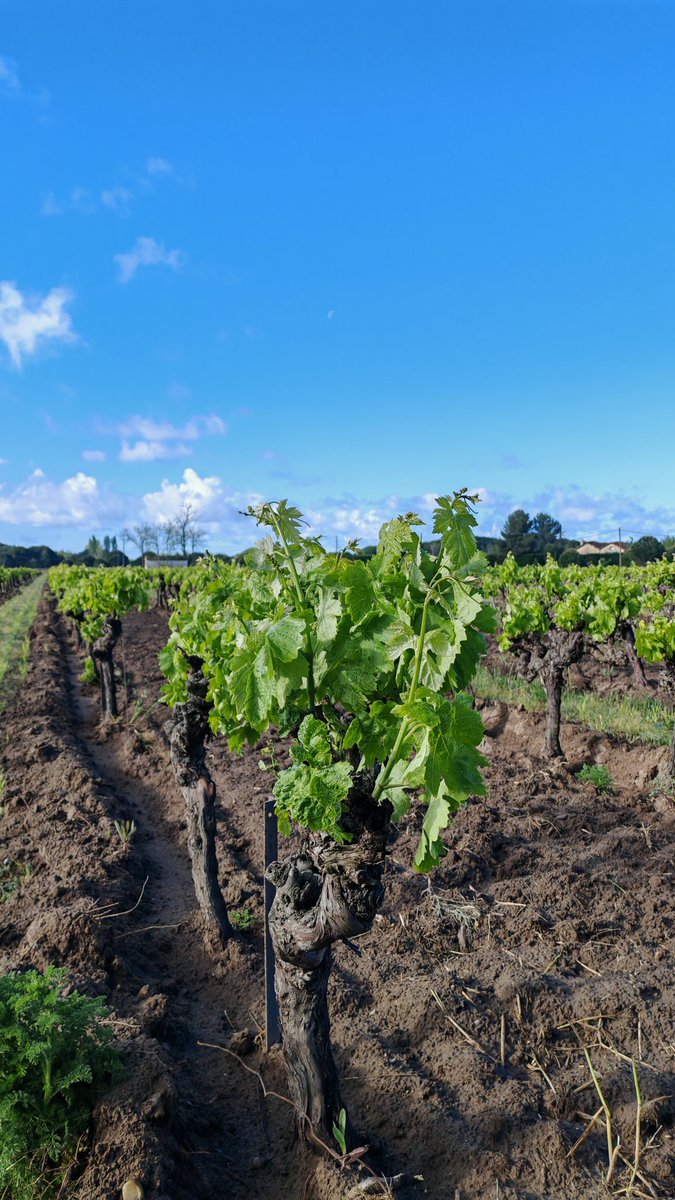 Another typical thing of this area is the "Vin de Sable". To combat phylloxera the sand of the dunes was spread in the vineyards, hence the name of these vines