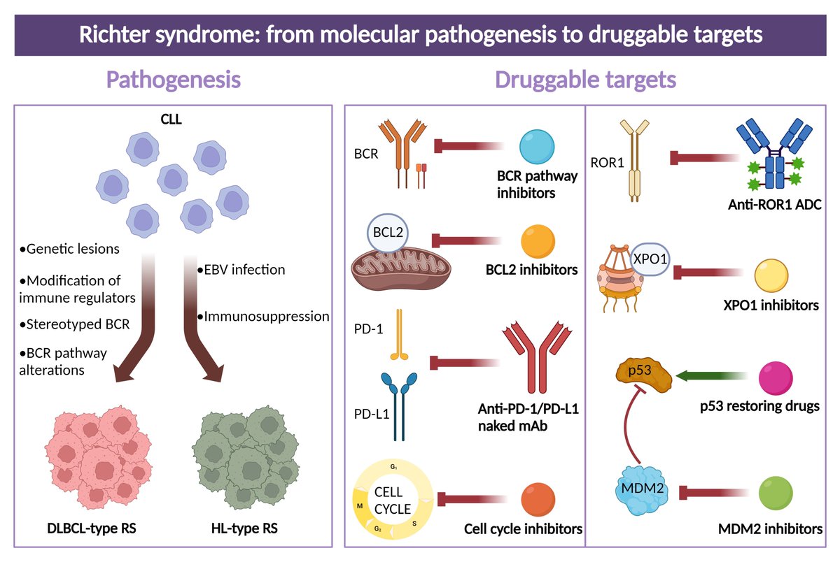 Joshua Brody, MD (@joshuabrodymd) on Twitter photo #RichterSyndrome still a huge unmet need in #CLL and #Lymphoma, here's a coherent consensus statement by world-expert <a href="/AdamKittai/">Adam Kittai</a> <a href="/IcahnMountSinai/">Icahn School of Medicine at Mount Sinai</a> <a href="/TischCancer/">The Tisch Cancer Institute</a> and colleagues -
ashpublications.org/blood/article/… #RichterSyndrome still a huge unmet need in #CLL and #Lymphoma, here's a coherent consensus statement by world-expert <a href="/AdamKittai/">Adam Kittai</a> <a href="/IcahnMountSinai/">Icahn School of Medicine at Mount Sinai</a> <a href="/TischCancer/">The Tisch Cancer Institute</a> and colleagues -
ashpublications.org/blood/article/…