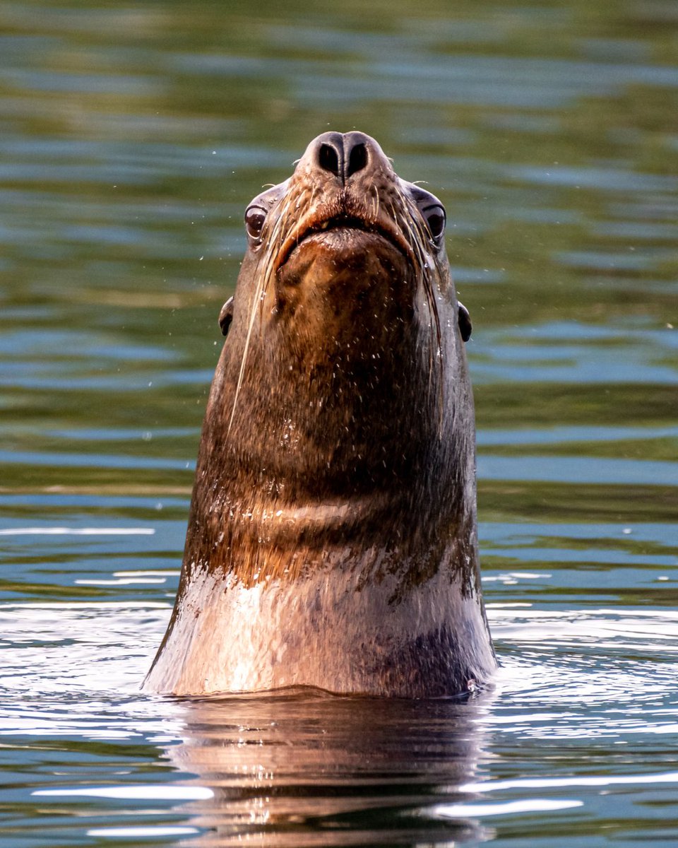 This curious sea lion is one of Sonora’s regulars 🦭
Spotted during our eco tours or near the dock — always ready to say hello!
Got a name for this whiskery neighbour? 👇 
#SonoraResort #RelaisChateaux #WelcomeToWild #WildlifeWatching