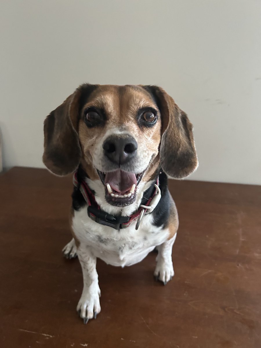 Lola Patolla tweet media