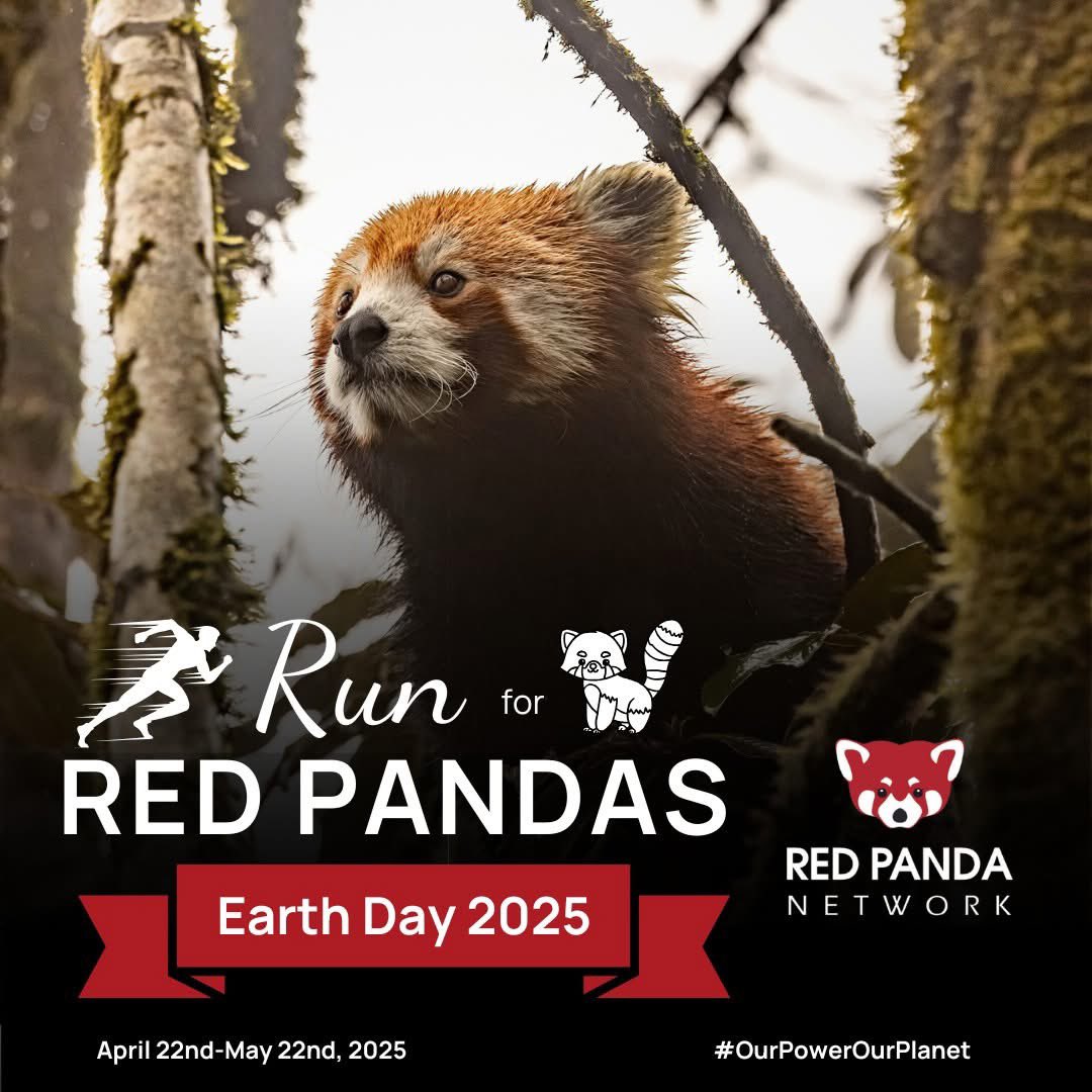 RedPandaNetwork's tweet image. Happy #EarthDay2024 to the important and endangered red panda ❤🌍 Will you join the race to #SaveTheRedPanda this Earth Day? 👀
🐾Red pandas are an umbrella species; their conservation helps protect all of the species of their habitat in the Eastern Himalayan Broadleaf Forest,…