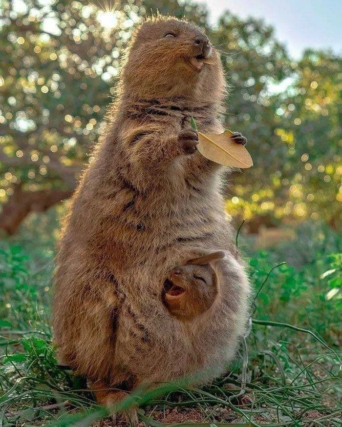 Happiness in Western Australia, home of the Quokka