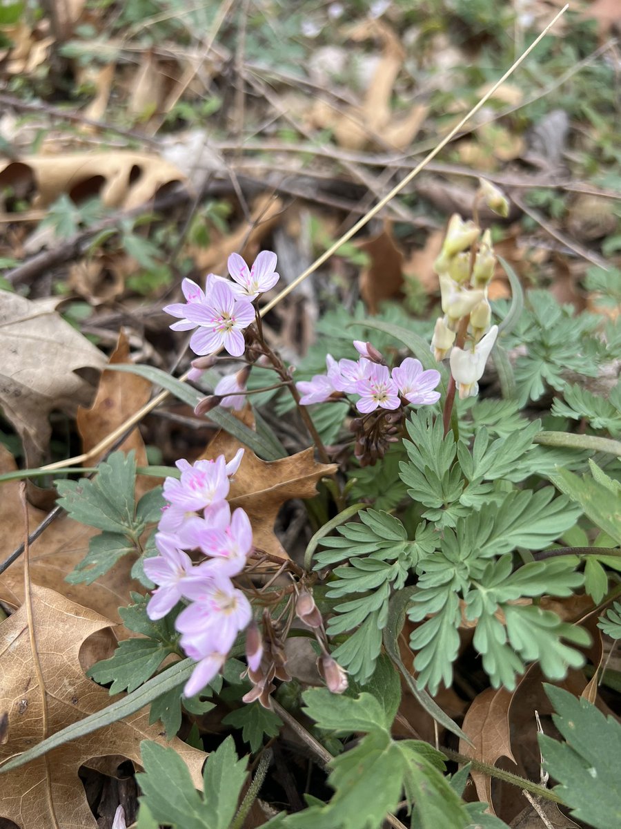 Happy Earth Day!!! 🌎  Ephemeral season is so magical on the farm. I also got to make a wish on the first butterfly of the year. ✨💫