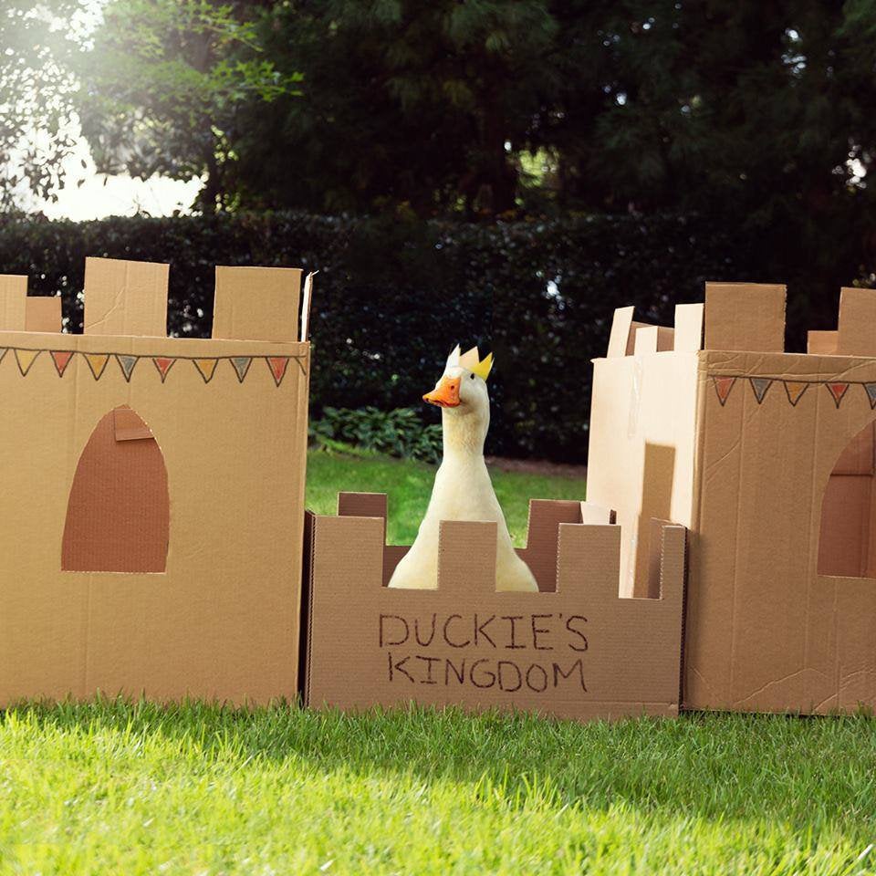duckie's kingdom 👑