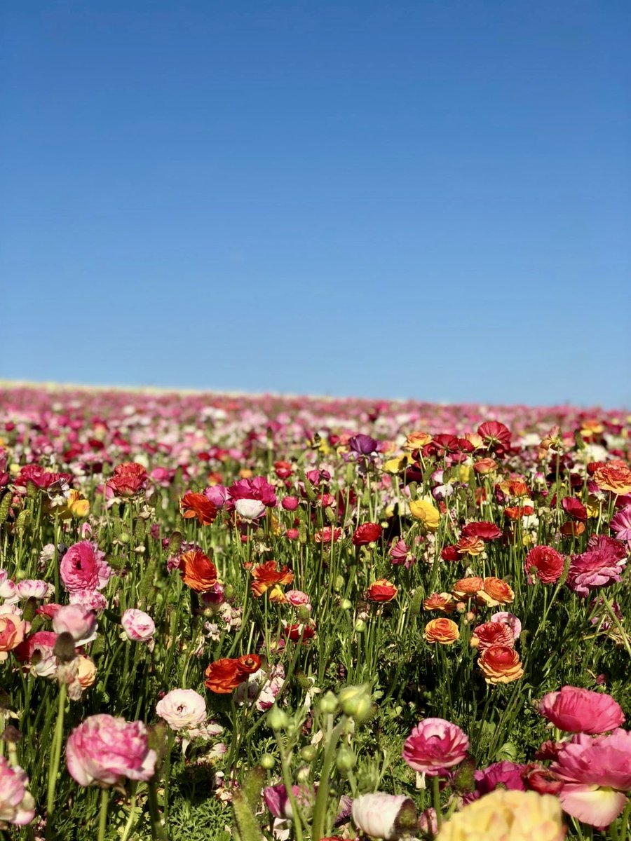 Spring in America:

Carlsbad, California
