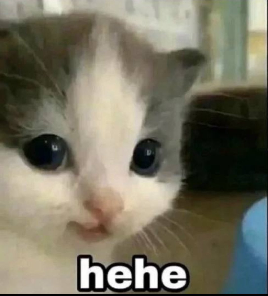 Everybody loves the $hehe cat. Send it to 1B