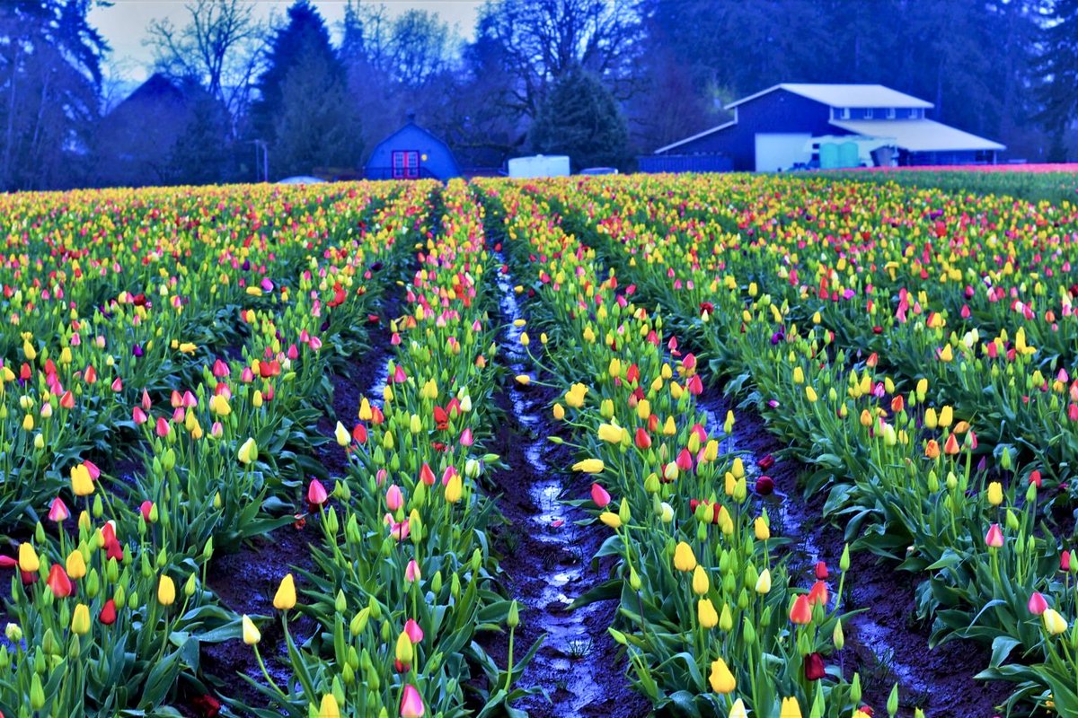 Spring in America:

Woodburn, Oregon