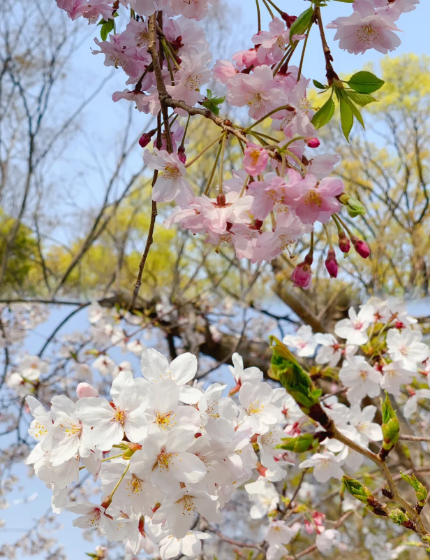 春のお花見真っ盛りです!この満開の桜の花は、胸がときめくほど美しいです!太陽の光が降り注ぎ、風がそよぎ、花びらが舞い落ちるのが夢のようでした。春のロマンを感じてみませんか!#桜の季節#春の景色#自然の美しさです🥰🥰