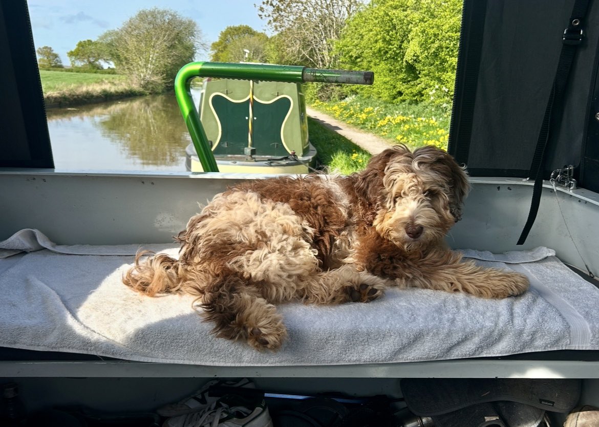 Sebastian the boat dog chilling out in his favourite spot. #narrowboatlife #canals #boats #labradoodle
