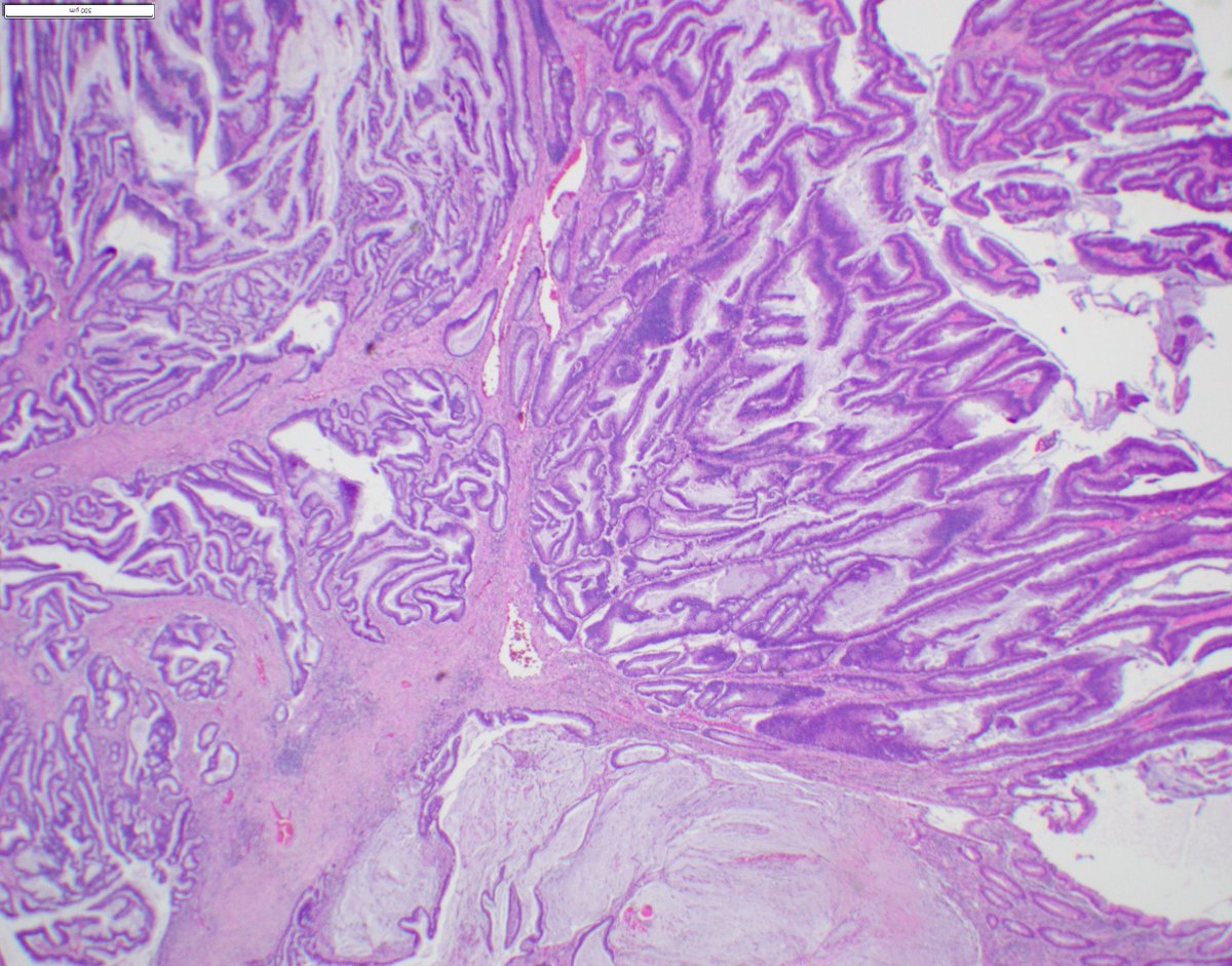 CooperPathology tweet media