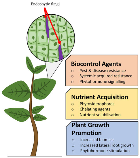 Takwa_Wannassi's tweet photo. Fungal endophytes: Insight into evolution, classification, and ecological functions in plants https://t.co/8QSeFqcvYH https://t.co/Je5pQLrq2U
