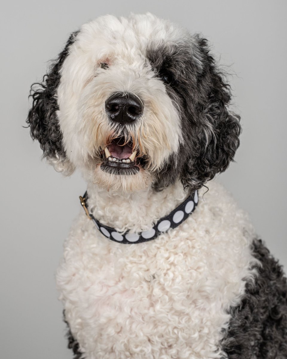 archildrens's tweet photo. Who’s got four paws, a wagging tail and a heart full of love? 🐾💙🐾

Our amazing T.A.I.L.S. therapy dogs at Arkansas Children’s Hospital! 

These sweet pups do so much more than snuggle — they’re trained partners in care, helping ease stress, spark smiles and support healing in every child they meet. From gentle nudges to cozy cuddles, their presence reduces anxiety, helps ease pain and makes the hospital feel a little less scary for our patients.

Help us celebrate our furriest volunteers by sharing a favorite memory with them in the comments below! 🐶🌟

#VolunteerAppreciationWeek #TherapyDogs #TAILS #Dogs #Volunteers #Volunteering #ArkansasChildrens #ChildrensHealth #Arkansas #LittleRock #ACH #KidsHealth #ChildHealth #Pediatrics #Healthcare #Hospital #ChildrensHospital #ChampionForChildren #ChampionsForChildren