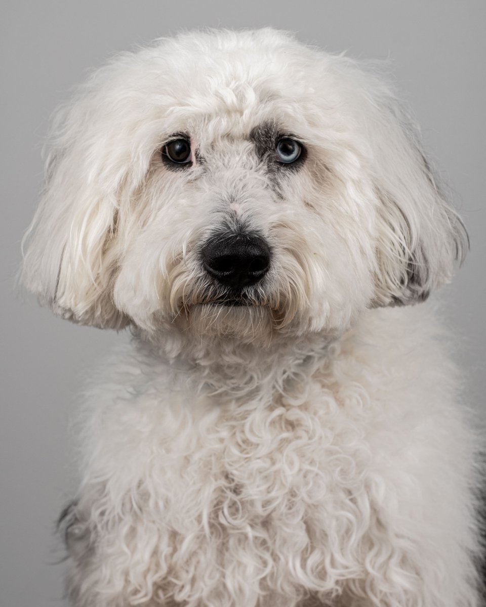 archildrens's tweet photo. Who’s got four paws, a wagging tail and a heart full of love? 🐾💙🐾

Our amazing T.A.I.L.S. therapy dogs at Arkansas Children’s Hospital! 

These sweet pups do so much more than snuggle — they’re trained partners in care, helping ease stress, spark smiles and support healing in every child they meet. From gentle nudges to cozy cuddles, their presence reduces anxiety, helps ease pain and makes the hospital feel a little less scary for our patients.

Help us celebrate our furriest volunteers by sharing a favorite memory with them in the comments below! 🐶🌟

#VolunteerAppreciationWeek #TherapyDogs #TAILS #Dogs #Volunteers #Volunteering #ArkansasChildrens #ChildrensHealth #Arkansas #LittleRock #ACH #KidsHealth #ChildHealth #Pediatrics #Healthcare #Hospital #ChildrensHospital #ChampionForChildren #ChampionsForChildren