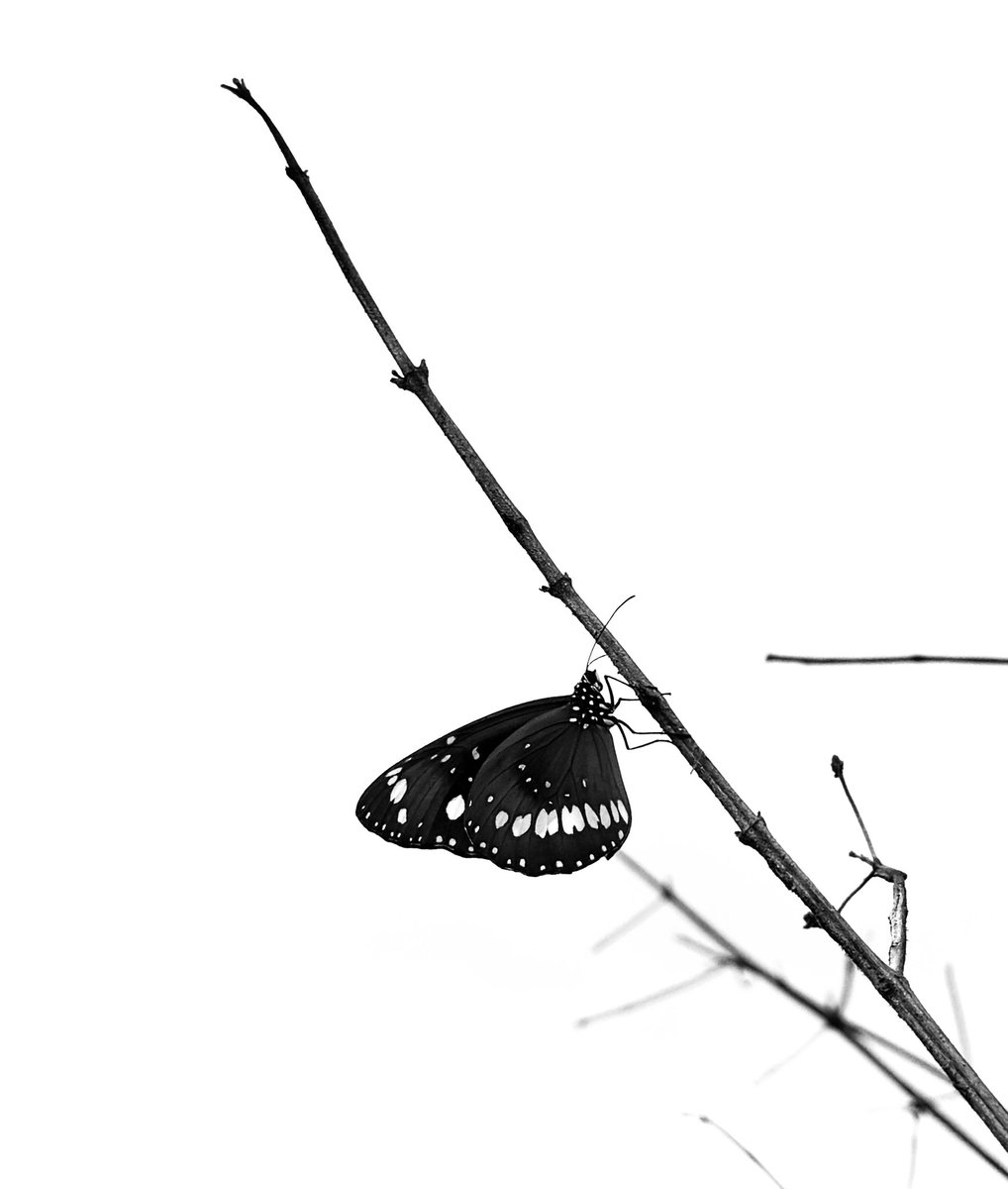 XROFX™️ tweet media