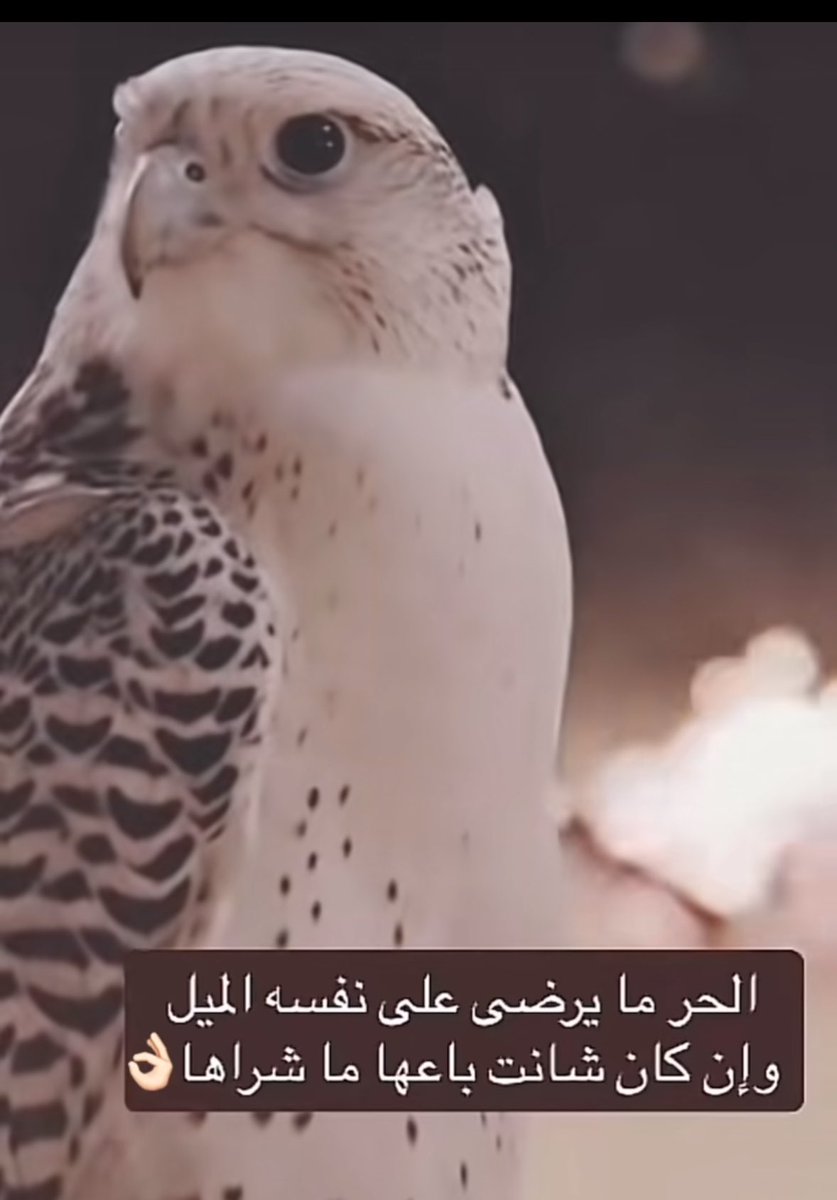 vip خاص نوادرالابل (@vib151515) on Twitter photo 