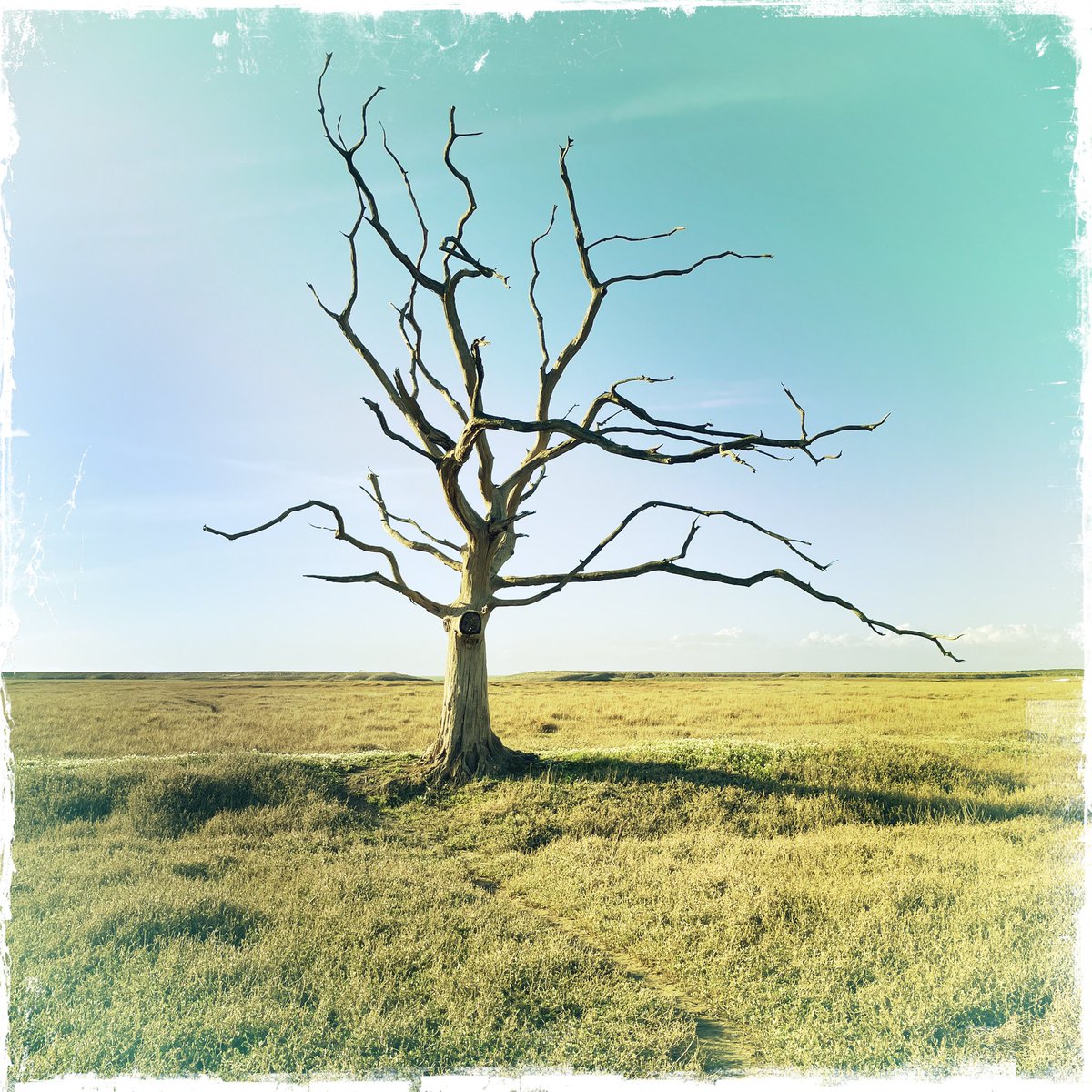 SusanLocke7's tweet photo. Marsh life #PorlockMarsh #exmoor https://t.co/wT0qO0oq3n