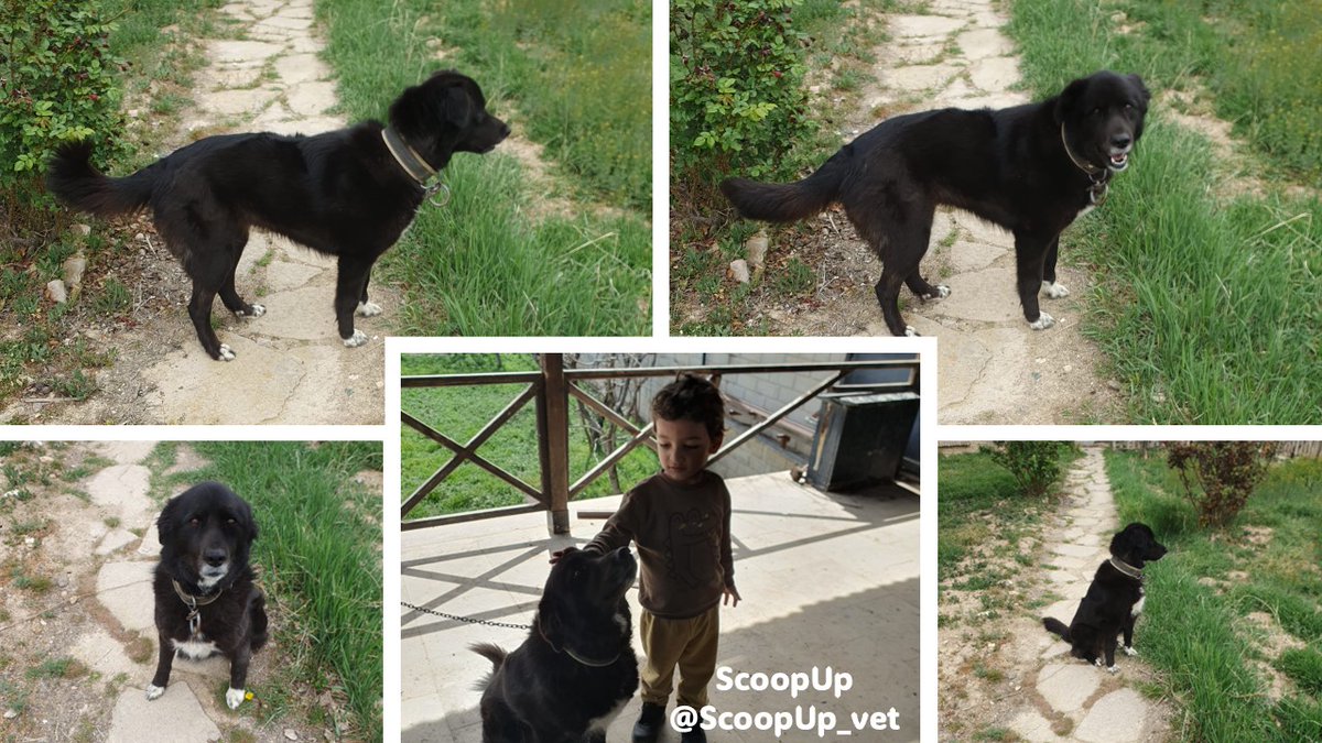 Children who have pets have higher levels of creativity, emotional intelligence, friendships, and sensitivity to people and other living things.
<a href="/ScoopUp_vet/">ScoopUp</a> #VeBetterDAO #VeWorld #VeFam #vechain #Pet #ChildDevelopment #EmotionalIntelligence