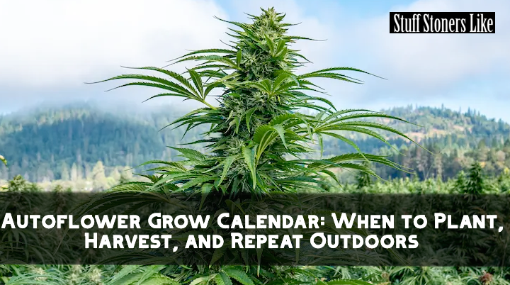 Use this autoflower grow calendar to know exactly when to plant, harvest, and grow multiple outdoor crops per season. stuffstonerslike.com/autoflower-gro…