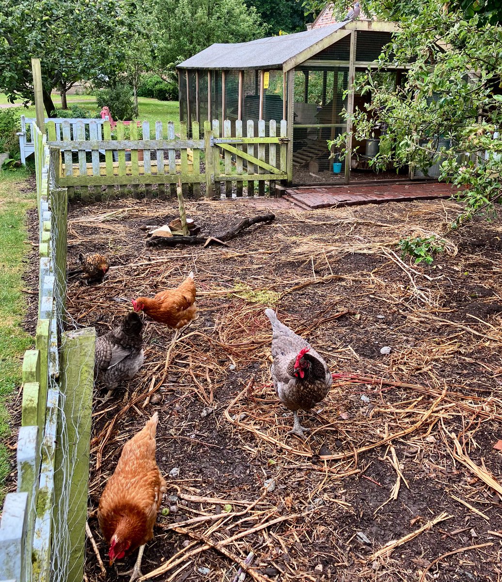 Our free range rescue chickens can be found on campus, cared for by our students volunteers #EarthDay2025