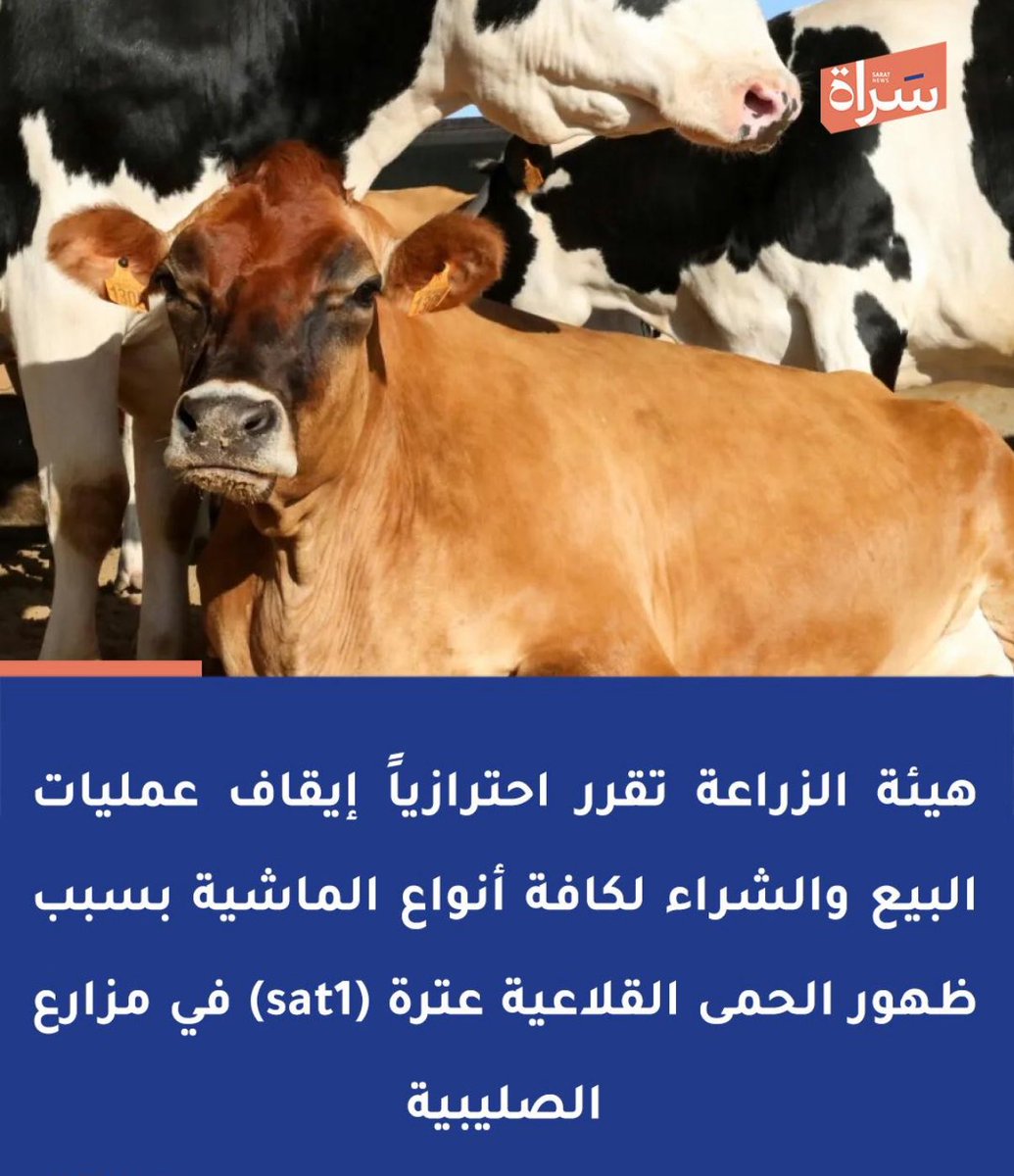 المرض هو مرض بيطري في الأساس، ولا يشكل خطراً على صحة الإنسان، لكنه يسبب خسائر اقتصادية للمربين. أما إغلاق السوق ومنع حركة الماشية، فهو إجراء احترازي لمنع انتشار المرض. وتجدر الإشارة إلى أن SAT 1 هي سلالة جديدة من الحمى القلاعية لم تكن موجودة سابقاً في الكويت.