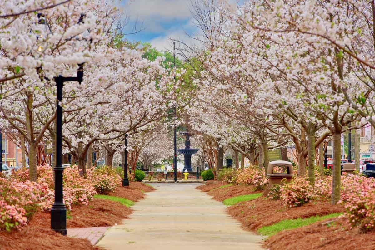 Spring in America:

Cherry Blossom capital of the world.
Macon Georgia