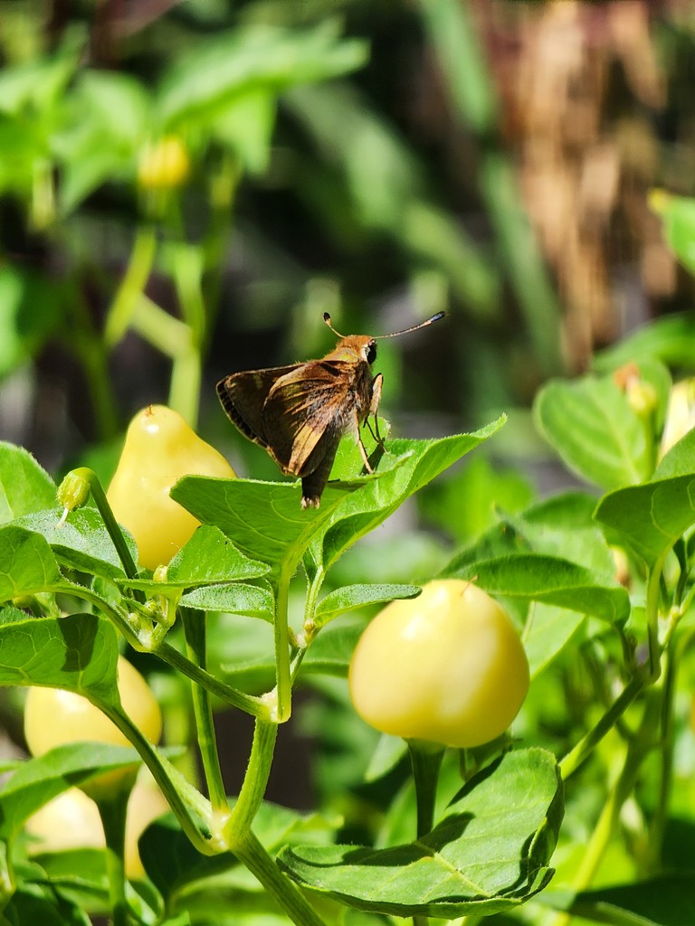 Laura Bassett tweet media