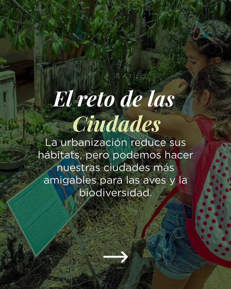 fpropagas's tweet photo. ¡El Festival de las Aves Endémicas del Caribe 2025 ha comenzado! 🦜🌎

Del 22 de abril al 22 de mayo, celebramos la increíble diversidad de aves que solo habitan en el Caribe y exploramos cómo nuestras ciudades pueden convertirse en espacios amigables para ellas. 🌳🏙️ https://t.co/NmKsmOaG7R