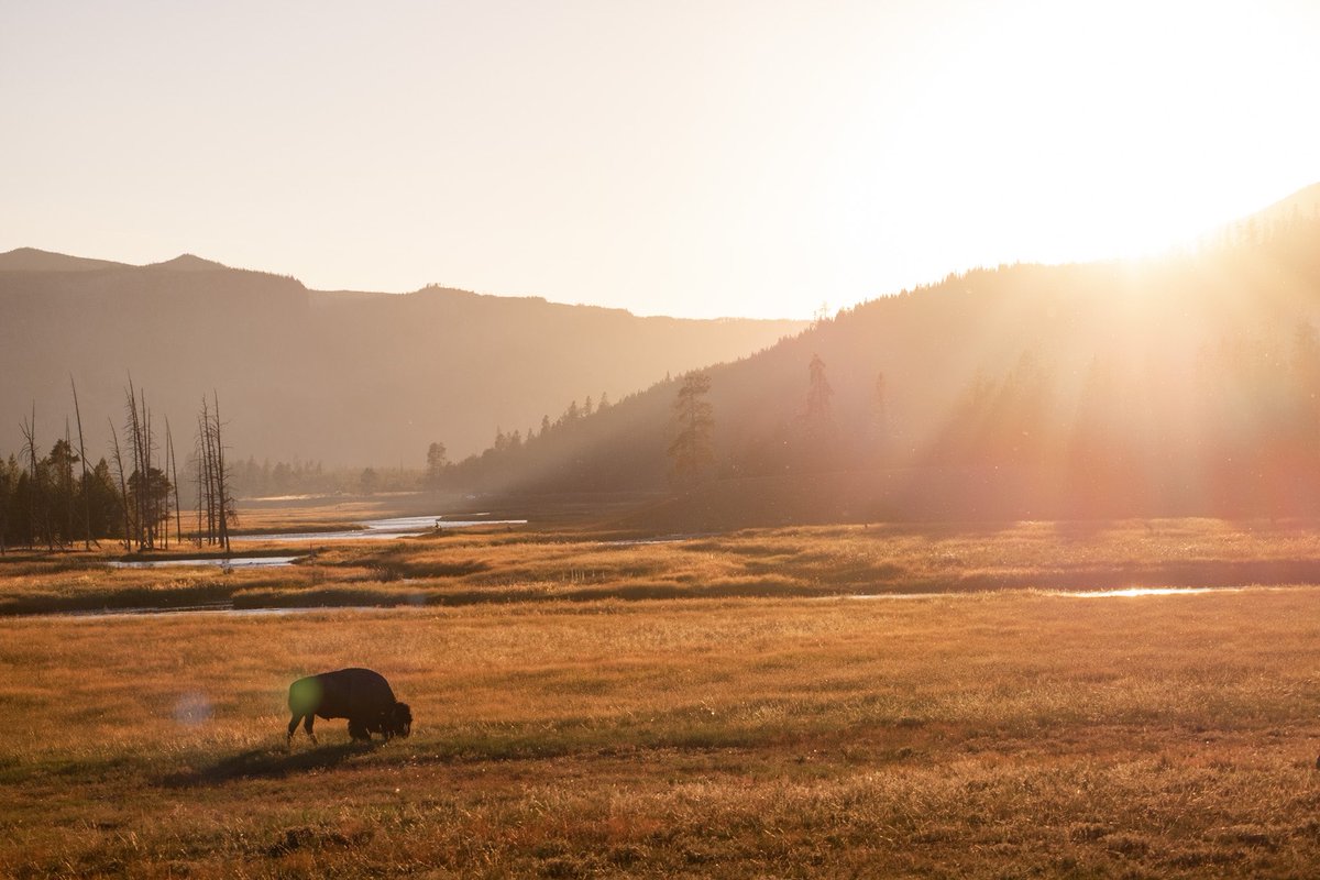 These were my favorite photos taken at Yellowstone. Very minimal editing done.