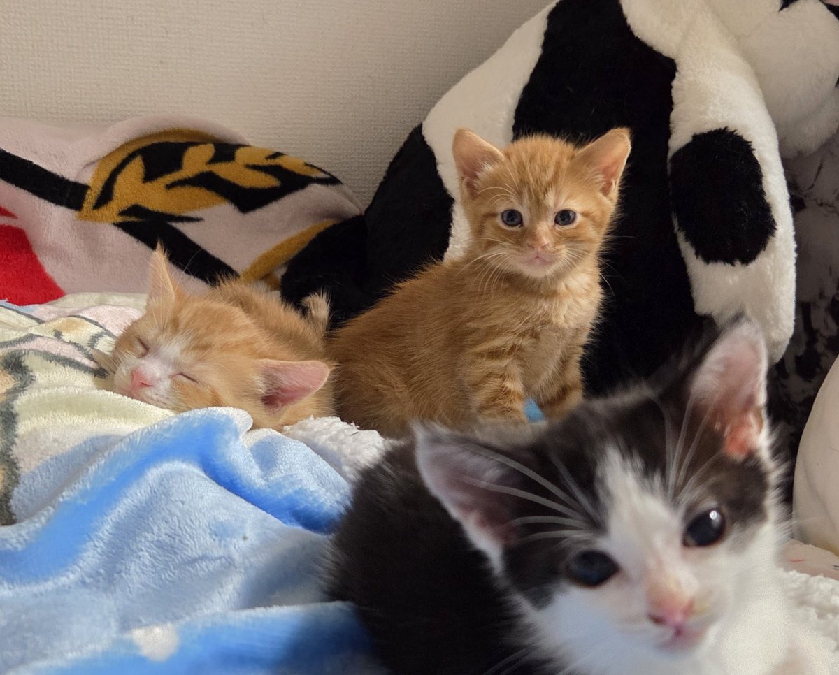 うちの子に似てる🥹