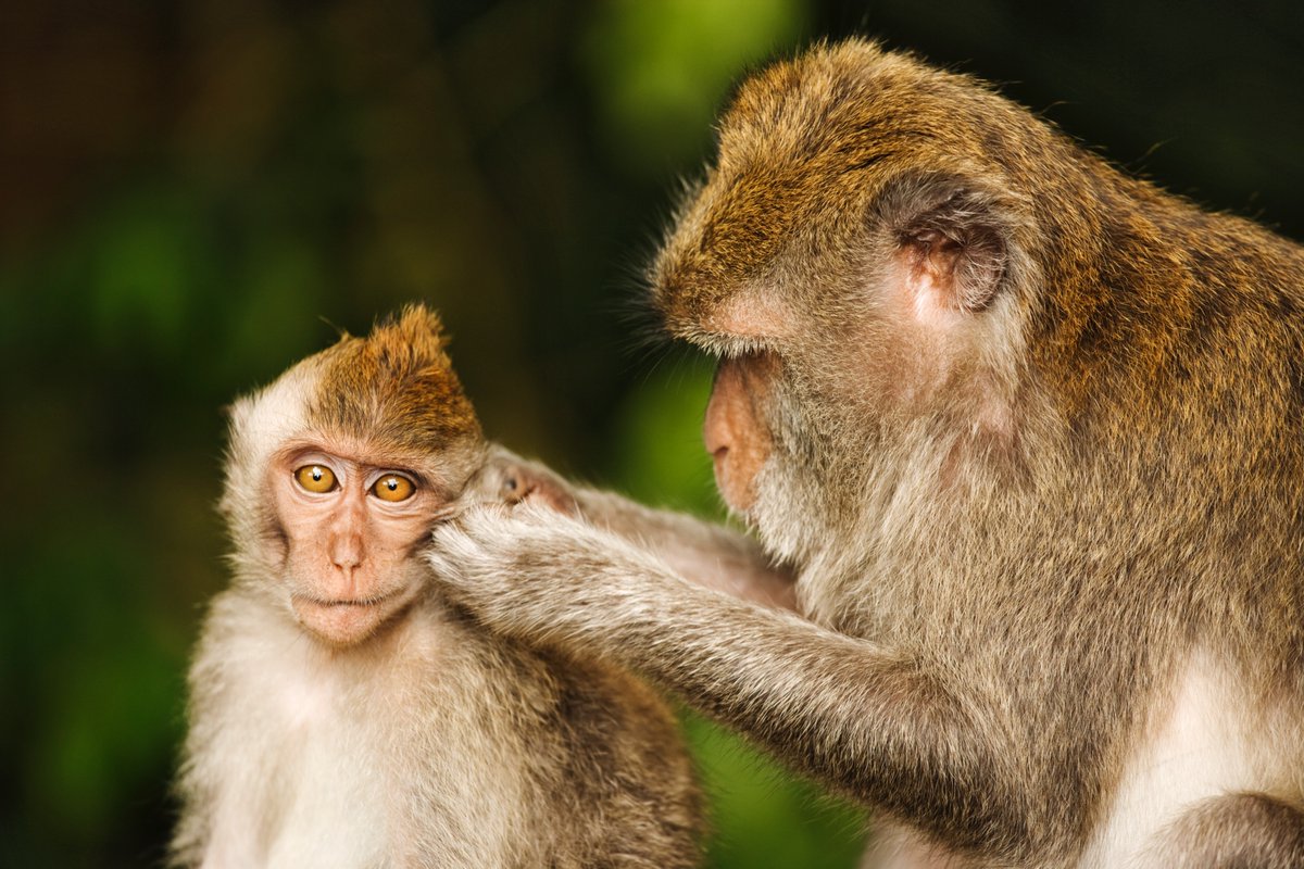 Discovery's tweet image. Getting ready to start the day 🐒

📸: Martin Harvey 

#macaque #primate #wildlife