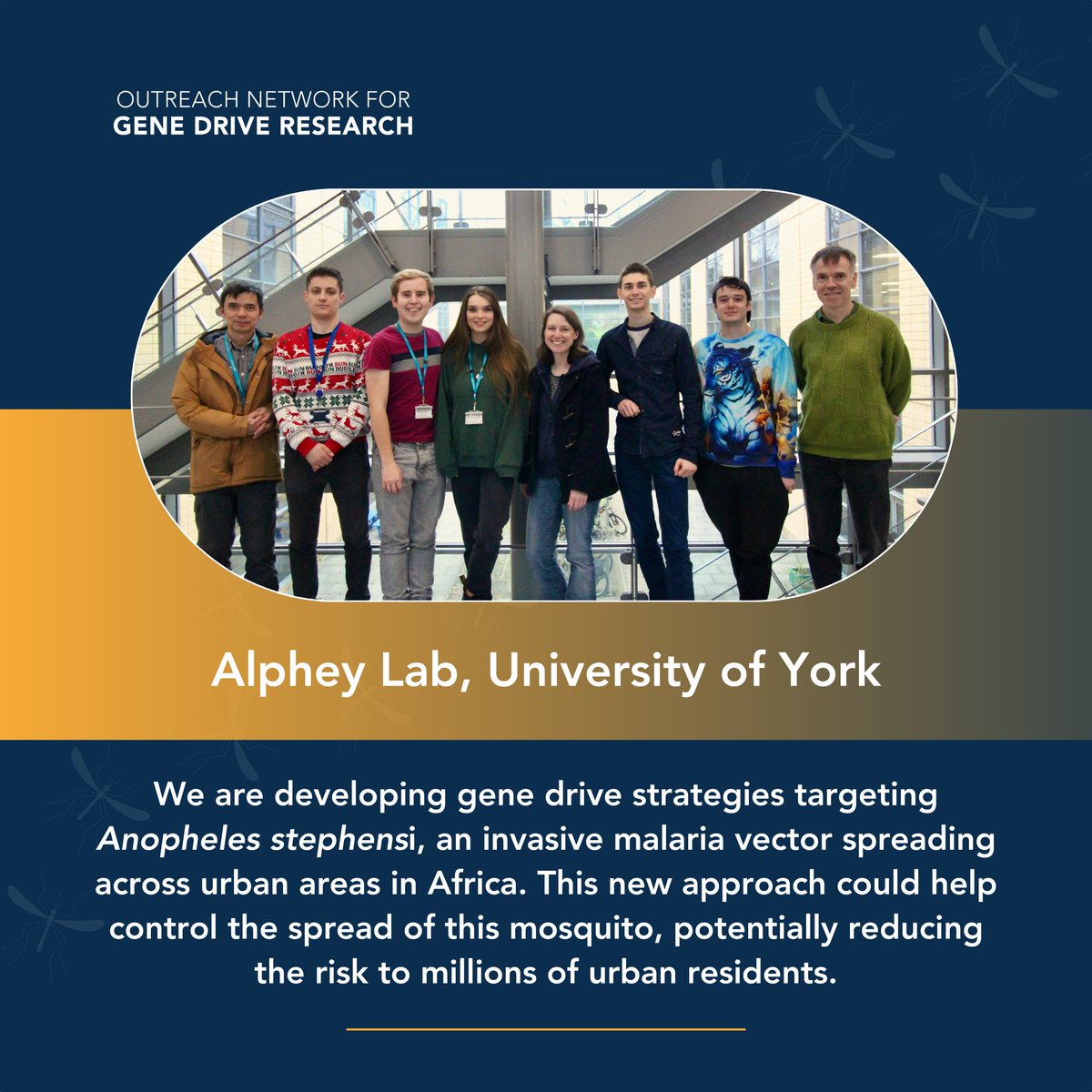 Outreach Network for Gene Drive Research (@genedrivenet) on Twitter photo Anopheles stephensi🦟is extending its reach across Africa.
For #WorldMalariaDay, the <a href="/AlpheyLab/">Alphey Lab</a> <a href="/BiologyatYork/">Biology at York</a> share how they are reimagining the fight against #malaria by developing new tools to control this mosquito🔬🧬
#MalariaEndsWithUs #WMD2025 Anopheles stephensi🦟is extending its reach across Africa.
For #WorldMalariaDay, the <a href="/AlpheyLab/">Alphey Lab</a> <a href="/BiologyatYork/">Biology at York</a> share how they are reimagining the fight against #malaria by developing new tools to control this mosquito🔬🧬
#MalariaEndsWithUs #WMD2025