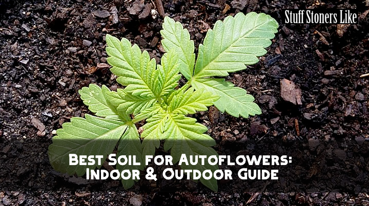 #cannabis Best soil for autoflowers??? 👉 stuffstonerslike.com/best-soil-for-…