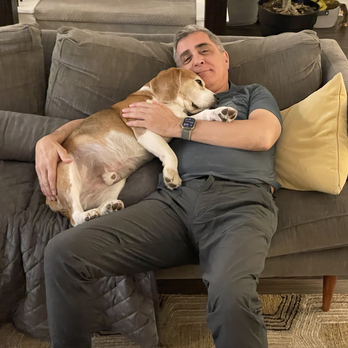 Miles the Beagle tweet media