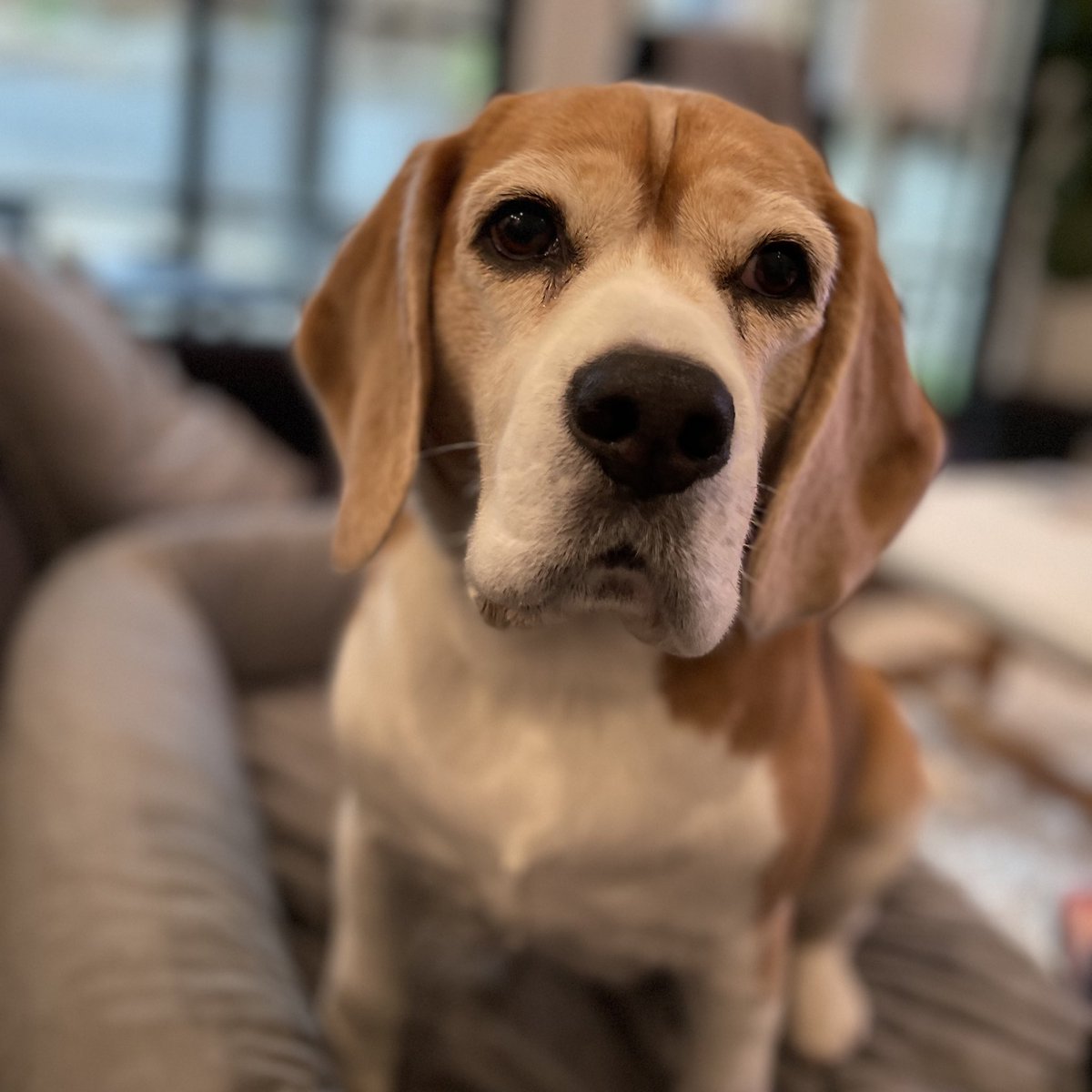 Miles the Beagle tweet media