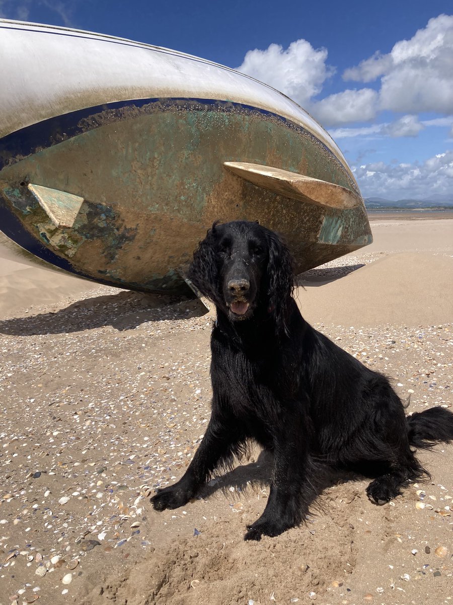 FjordSar's tweet photo. @jowhiley how does one choose for your pup loader 🤦🏽‍♀️☺️ when one has such a beautiful babe who’s been banned from avalanche rescue due to her gender…. Enjoy! 
#dogs
#beautiful https://t.co/bhHh0vhlbG