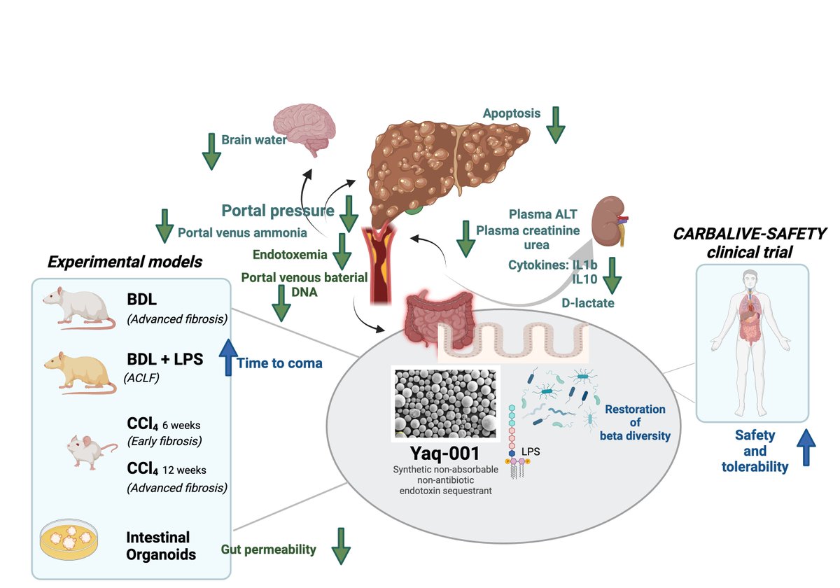 #GUTImage from the #GUTCommentary by Van der Merwe and Fernandez-Barrena <a href="/MaiteGF_B/">Maite G Fernandez-Barrena</a> on

"Safe and successful gut-restricted adsorbent strategy against cirrhosis and acute-on-chronic liver failure" via bit.ly/4jxo8X8

<a href="/CIMA_unav/">Cima Universidad de Navarra</a> @CIBERehd <a href="/ContraCancerNAV/">Asociación Española Contra el Cáncer Navarra</a> <a href="/AEEHLiver/">Asociación Española para el Estudio del Hígado</a>