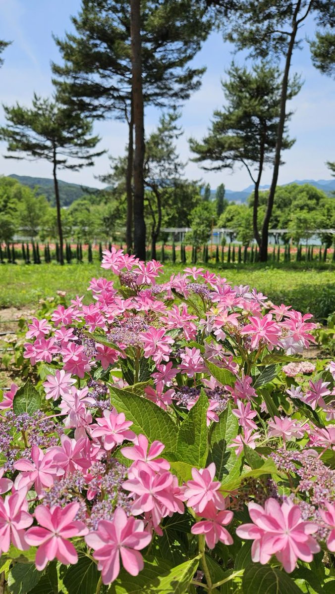 greenvibe's tweet image. 