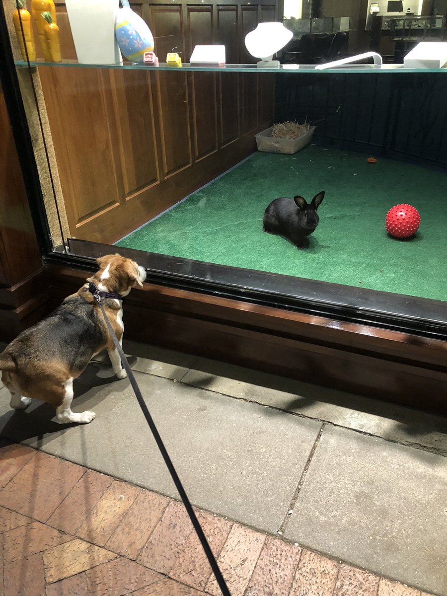 Violet met the Easter bunny last week. Violet is such a joy. We can’t believe her previous owners didn’t retrieve her from the shelter that found her running loose. Their loss was definitely our gain. #NationalBeagleDay