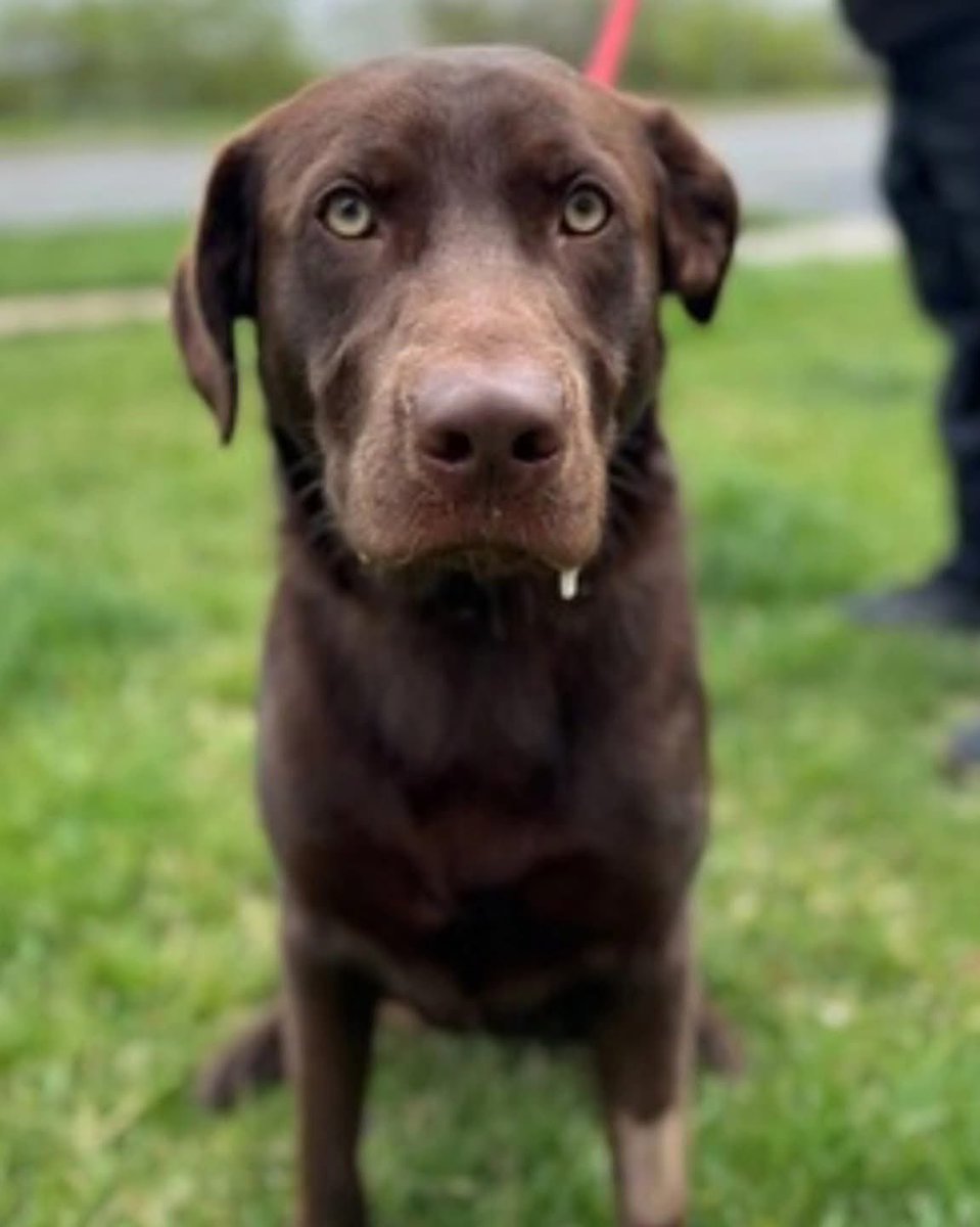 LabRescueLRCP's tweet image. Canelo is a 7-mo sweet chocolate bundle of love 🤎 &amp;amp; he’s #availableforadoption! If you’re in our service area, apply to get going on your process to meet him (and others like him)! Learn more here: lab-rescue.org/adopt

#labrescuelrcp
#labrescue
#adoptdontshop