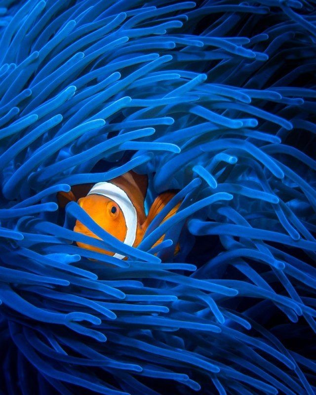 Happy Earth Day 🫧🌎🐠