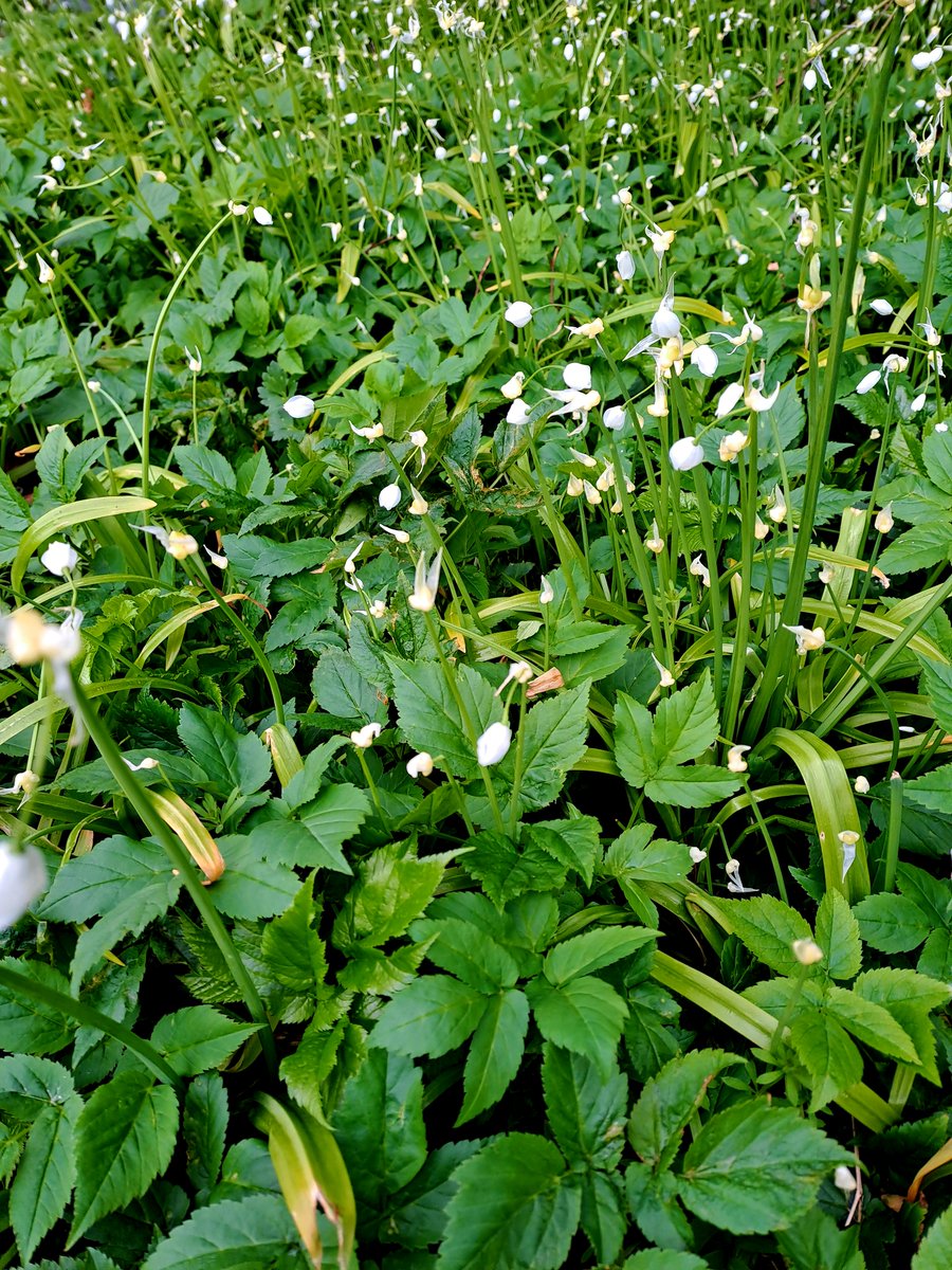 In the woods: wild violet, wood anemone, periwinkle, wild garlic. #scotland #scottishhighlands #wildflowers