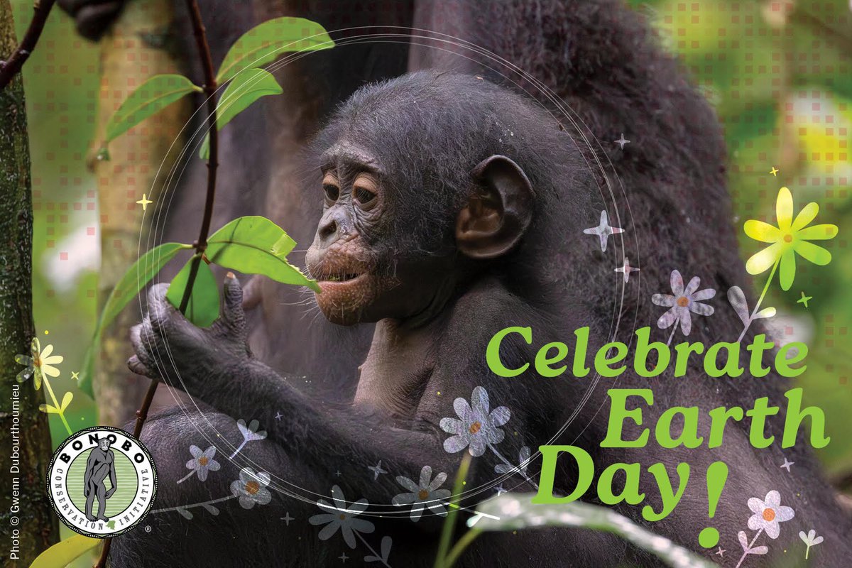 Bonobos live only in the heart of the Congo rainforest. Their home is vital to our climate, storing more carbon per acre than the Amazon. 🌳🌍
But it’s disappearing fast.
🌱 Protect what makes this Earth so extraordinary:
🔗 donate.bonobo.org