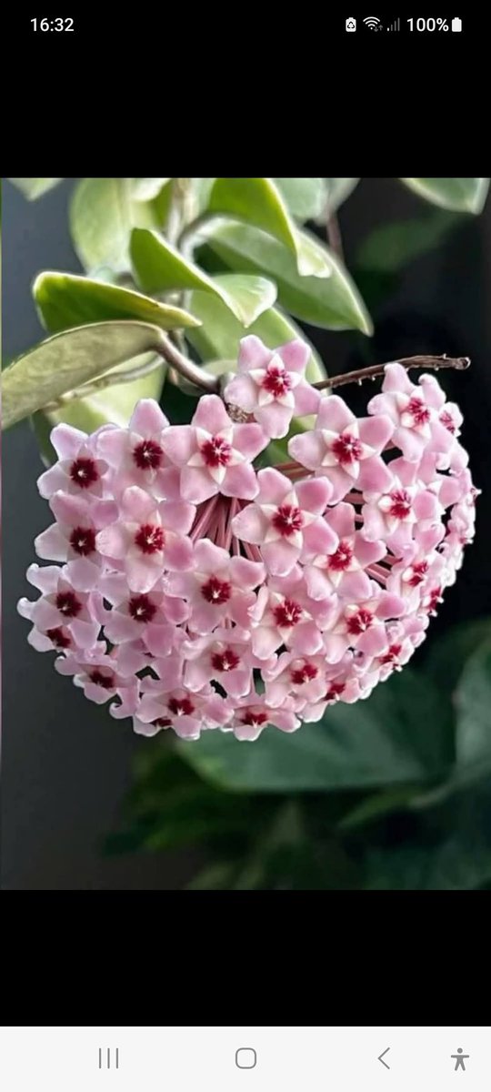 BlueBir00526844's tweet photo. هويا:Hoya:
زهرة البورسلين،زهرة الشمع.
تنام لسنوات، كما لو كانت منسحبة من العالم. وفجأة تتفتح بتلاتها اللؤلؤية، يلي ذلك: خبر مروع ، أو الكشف عن سر، أو عودة غائب، أو رسالة حاسمة.
يرى بعض علماء النبات أنها كائن حي يلتقط ما لا تدركه حواسنا.
عندما تزهر الهويا يعني أن الكون يهمس بسر. https://t.co/eVVcJBnbyV