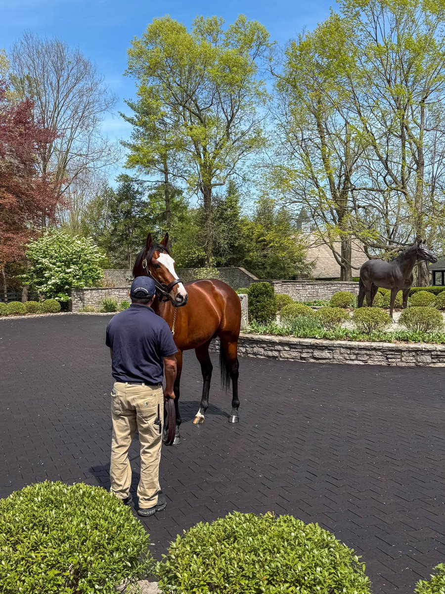 It’s not every day you catch TIZ THE LAW out on this side of the main barn—but today he was front and center, showing off for a group of media here to see our stallions with @kentuckyderby contenders! From his very first crop, TIZ THE LAW is represented by an exciting Derby
