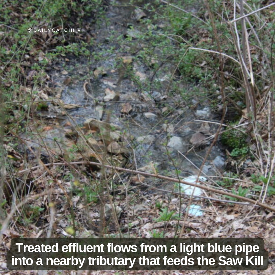 The Daily Catch tweet media