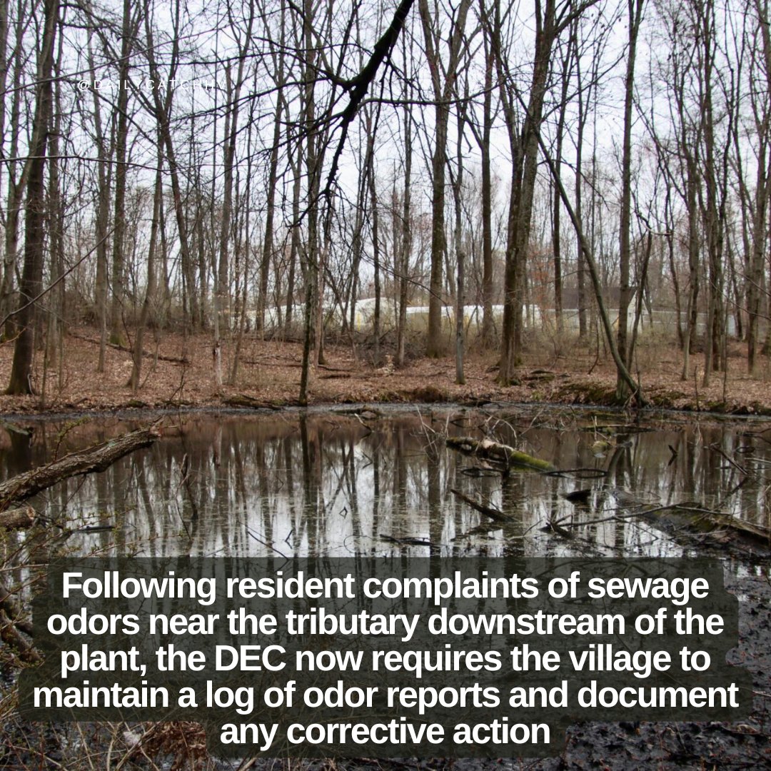 The Daily Catch tweet media